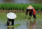 Potret Petani Padi di Pinggiran Kota Palembang