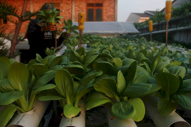 Kebun hidroponik milik Canggih di halaman rumahnya kawasan Jl Kemang Manis. Foto-foto: M Hatta/rmolsumsel.id