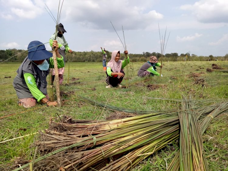 Perempuan Desa Pulau Geronggang menanam bibit purun untuk pertama kalinya sebagai bentuk konservasi gambut di kawasan tersebut. Foto: Yulia Savitri/Rmolsumsel