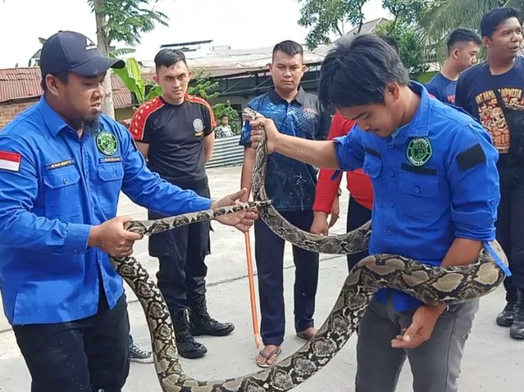 Petugas PKPB belajar menjinakan hewan liar/istimewa