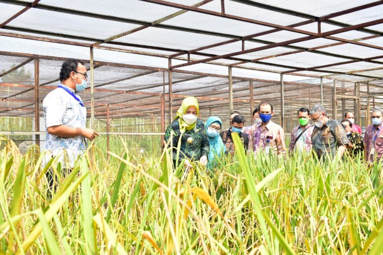 Bupati Musi Rawas Ratna Machmud melihat tanaman padi varietas unggul di  instalasi penelitian dan pengembangan BATAN. (humas pemkab mura/rmolsumsel.id)