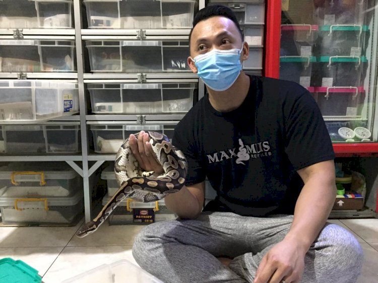 Noviandy Kurniawan Harenfa (32) sudah enam tahun terakhir tinggal bersama ratusan ular Sanca /Eko Prasetyo JW