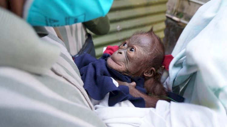 Kelahiran bayi orangutan menambah koleksi satwa yang ada di GL Zoo/Istimewa/KLHK)