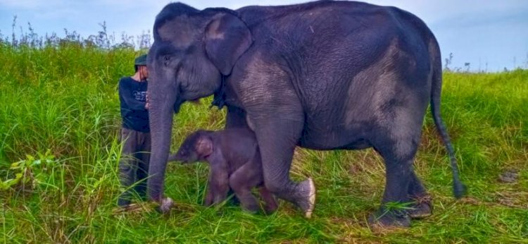 Bayi gajah Sumatera yang lahir di SM Padang Sugihan. (Kemen LHK/rmolsumsel.id)