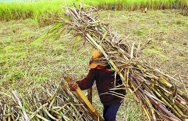Ilustrasi petani tebu. (Kementan/rmolsumsel.id)