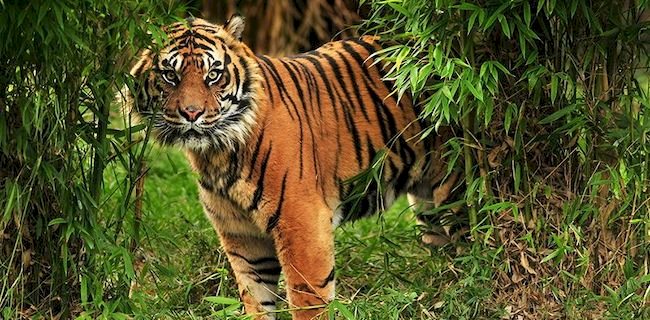 Harimau Sumatera (Panthera Tigris Sumatrae). (rmol.id)
