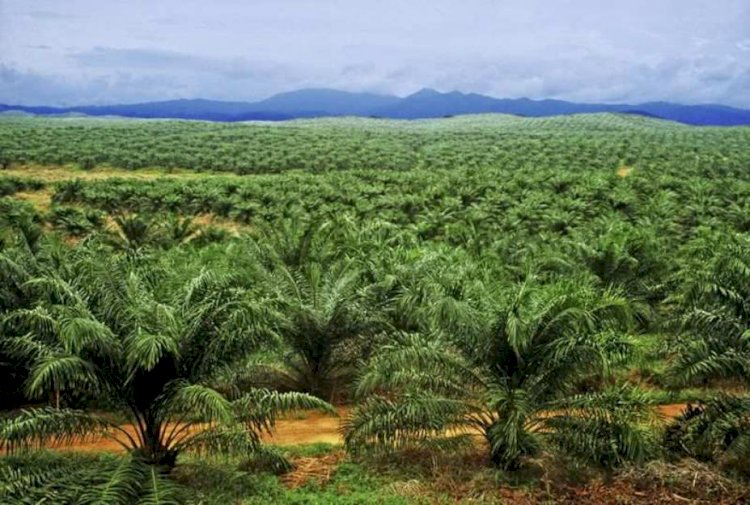 Kebun kelapa sawit. (ist/rmolsumsel.id)