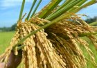 Harga Gabah Anjlok, Petani Sumsel Terancam Merugi