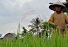 Petani Keramasan di Musim Tanam