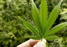 Polri Bakal Dukung Legalkan Ganja untuk Kepentingan Medis, Asalkan...