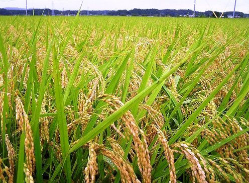 Produksi benih padi Sumsel baru memenuhi 20 persen kebutuhan. (Net/rmolsumsel.id)