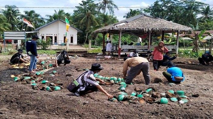 Pertanian tanpa bakar di Desa Putak. (BRGM/rmolsumsel.id)