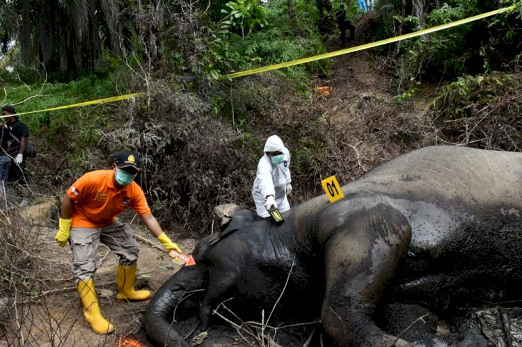 Gajah Mati/net/rmolsumsel.id