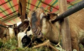 Kambing kurban. (ist/RmolSumsel.id)