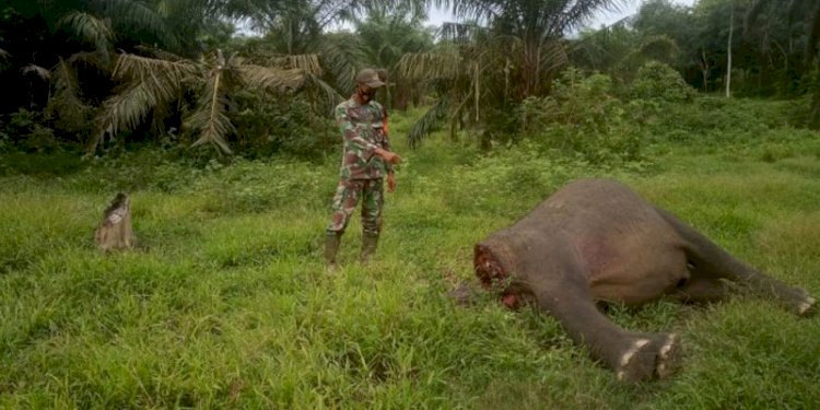 Petugas TNI menunjukkan bangkai gajah di areal Hak Guna Usaha (HGU) PT Bumi Flora Afdeling V, Aceh Timur. (rmolaceh.id)