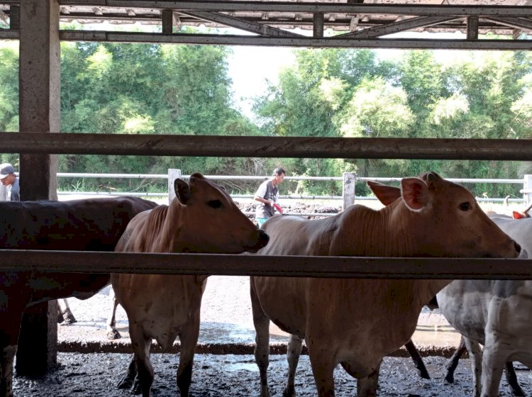 Sapi yang dijual Syarif di lokasi penggemukan miliknya di Jalan Demang Lebar Daun Kota Palembang. (eko prasetyo/rmolsumsel.id)