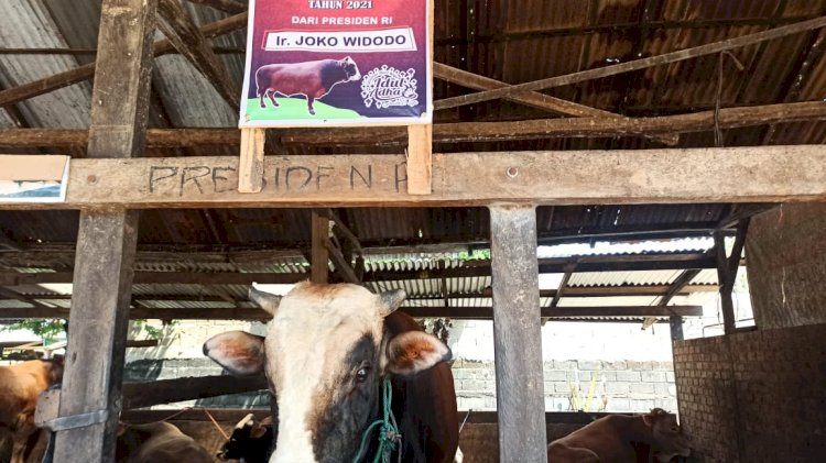 Sapi dari peternakan Joko di Kota Palembang yang dibeli oleh Presiden RI Joko Widodo. (eko prasetyo/rmolsumsel.id)