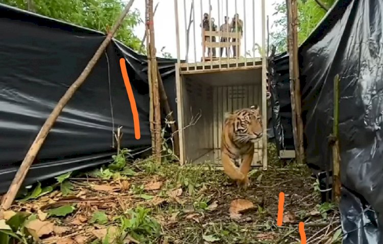 Sipogu Harimau Sumatera Dilepasliarkan di Kawasan Hutan Lindung Pasaman Barat/Repro