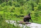 Kawanan Gajah Masuk Kampung di Air Sugihan OKI, Walhi Sumsel : Habitatnya Terganggu
