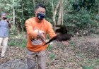 Lepas Liar Burung Endemik Sumatera di Suaka Margasatwa Barumun