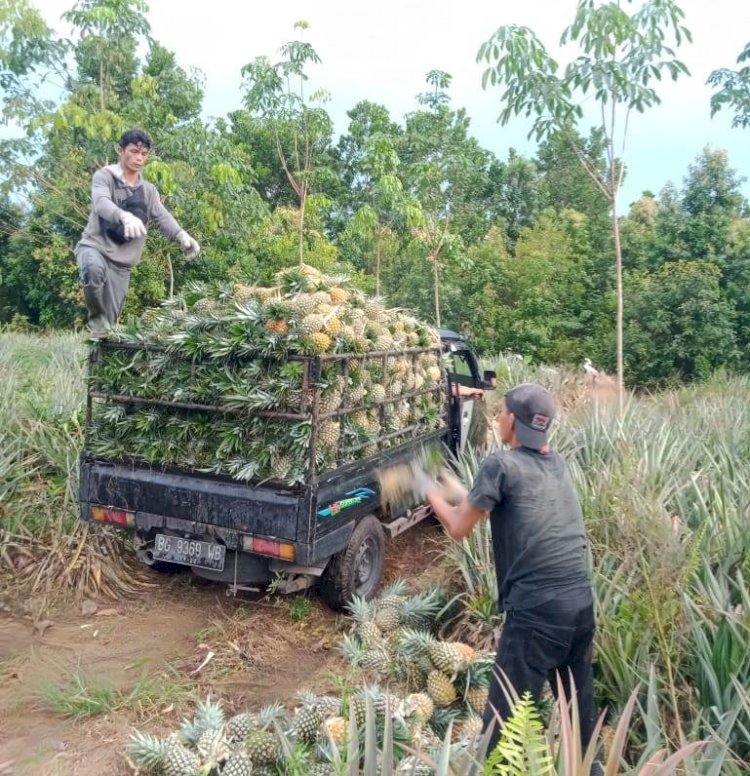 Petani Nanas di Kecamatan Belida Darat Kabupaten Muara Enim/ist/rmolsumsel.id