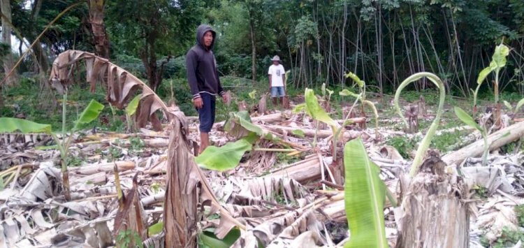 Tanam tumbuh milik masyarakat Pulau Kemaro yang rusak karena proses land clearing yang dilakukan pihak Pemkot Palembang beberapa waktu lalu, Minggu (1/8). (ist/rmolsumsel.id)