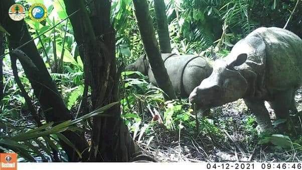 Tangkapan Video Trap Badak Jawa di Taman Nasional Ujung Kulon/KLHK