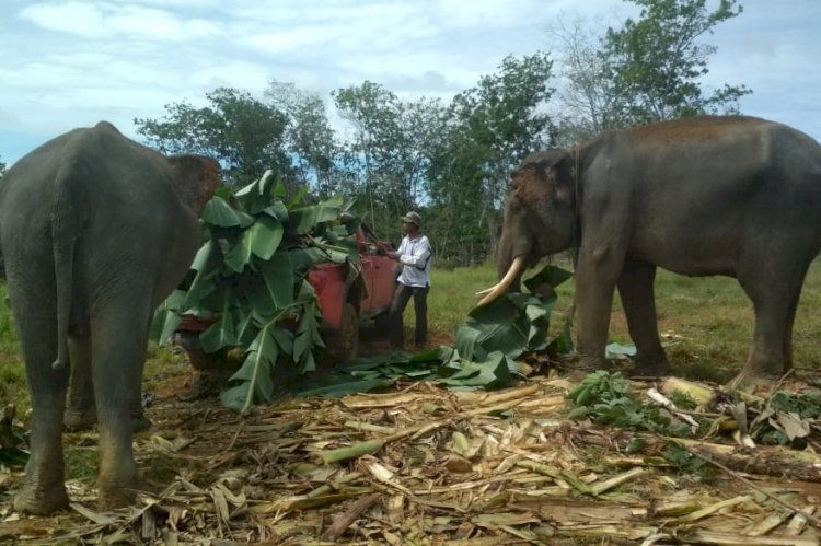 Dua Gajah diberi nama Kaesang dan Dodo berhasil di evakuasi ke Taman Nasional Teso Nillo/MC Riau