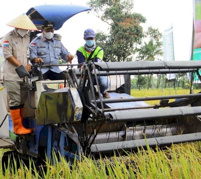 Bupati Banyuasin Askolani menggunakan mesin panen padi saat melakukan panen raya di Dusun 6, Desa Sungai Pinang, Kecamatan Rambutan. (Dinas Kominfo Banyuasin/rmolsumsel.id)