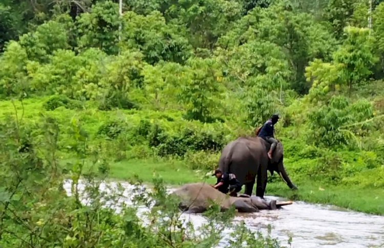 Petugas saat melakukan penggiringan gajah liar yang akan dipindahkan dari Mekakau Ilir ke SM Gunung Raya di Kabupaten OKU Selatan. (Dinas Kominfo OKU Selatan/rmolsumsel.id)