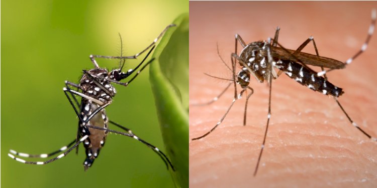 Aedes Aegypti (kiri) dan Aedes Albopictus (kanan). (net/rmolsumsel)