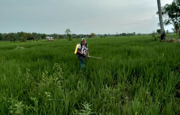 Penyemprotan pestisida yang dilakukan petani di Desa Perajen, Kecamatan Banyuasin I Kabupaten Banyuasin/ist/rmolsumsel.id