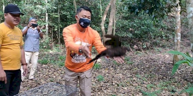 Lepas liar burung endemik, Kuau Kerdil Sumatera (Polyplectron Chalcurum) di Kawasan Konservasi Suaka Margasatwa Barumun. (rmolsumut.id)