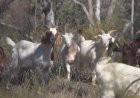 Dua Pencuri Kambing di Musi Rawas Ditangkap, Dua Lagi Masih Buron
