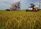 Infrastruktur Pertanian Meningkatkan Produksi Padi untuk Petani