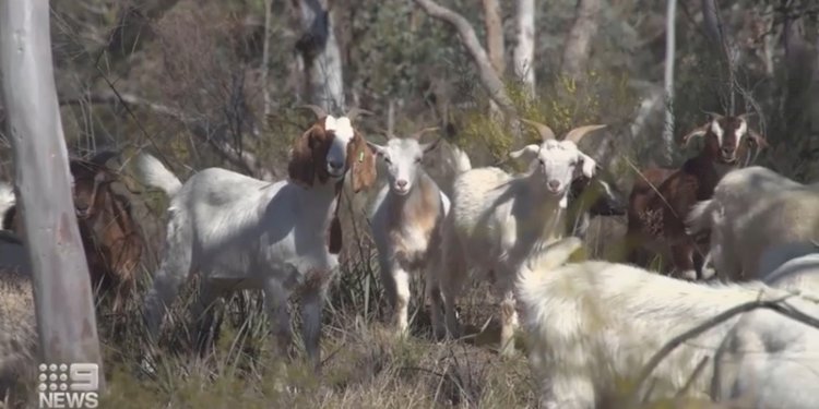 Kambing. (ist/rmolsumsel.id) 