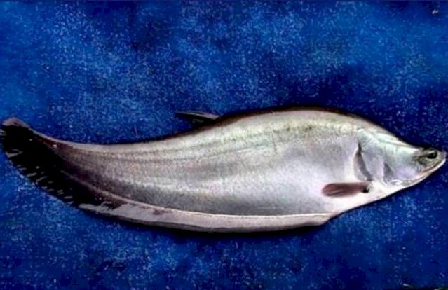 Ikan Belida. (kkp/rmolsumsel.id)