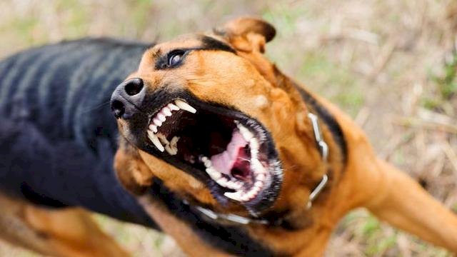 Anjing yang terinfeksi virus Rabies berpotensi menularkan kepada manusia melalui gigitan dan air liurnya. (Net/rmolsumsel.id)