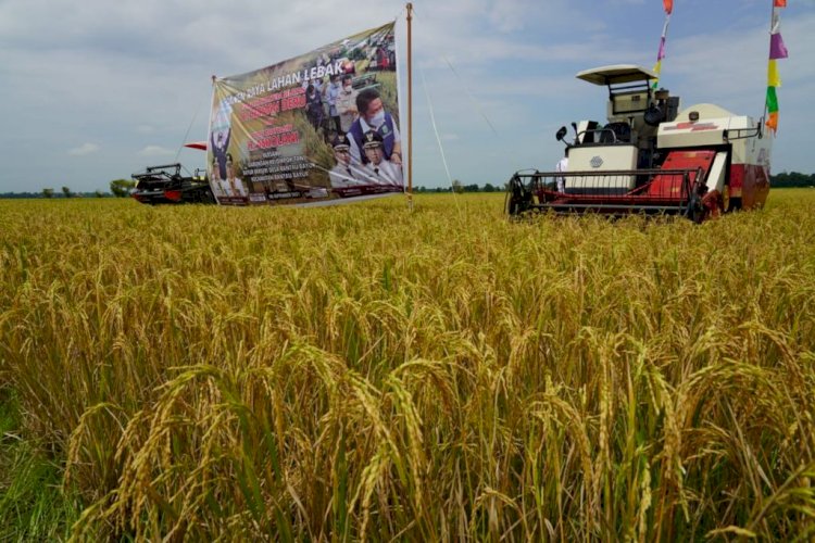 Alat Combine Harvest tengah melakukan panen padi. (ist/rmolsumsel.id)