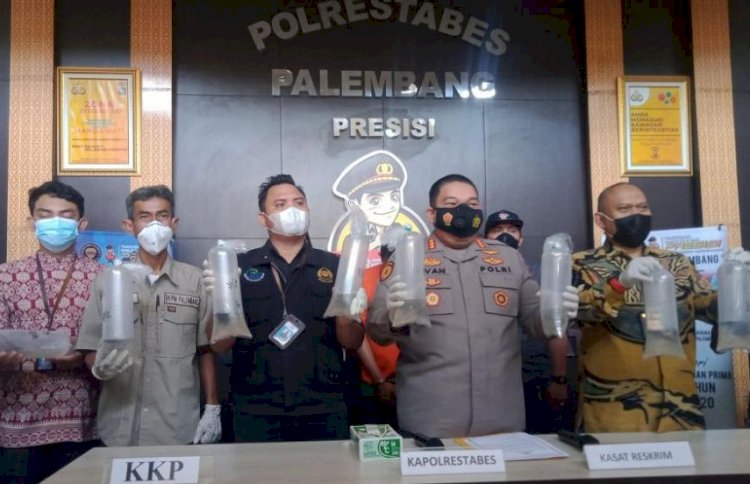 Untuk kedua kalinya, Satreskrim Polrestabes Palembang Unit Pidana Khusus yang dipimpin langsung oleh Kanit Pidsus AKP Tohirin menggagalkan penyelundupan baby lobster senilai Rp 14 Miliar/Dudi Oskandar/rmolsumsel.id