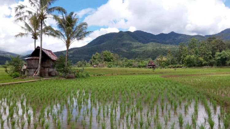 Ilustrasi sawah (Istimewa/rmolsumsel.id)