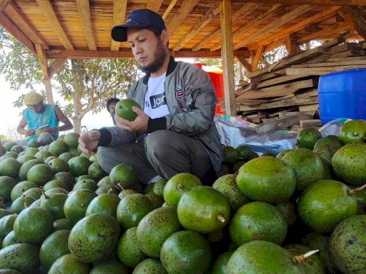 Alpukat Wina saat ini menjadi primadona petani OKU Selatan sebagai tanaman alternatif.  (ist/rmolsumsel.id)