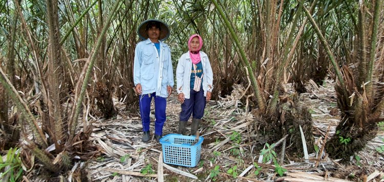 Pasangan Suyoni dan Samina petani Salak Pondoh di Pagaralam Utara/Yosep Indra Praja/rmolsumsel.id