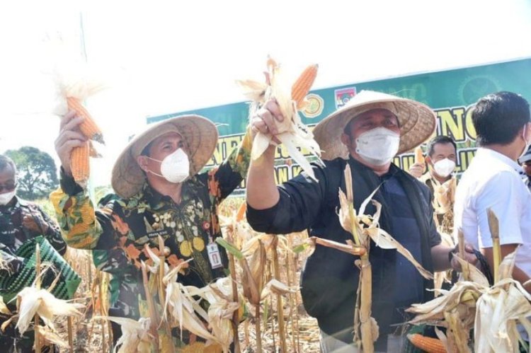 Gubernur Sumsel Herman Deru dan Wali Kota Lubuklinggau SN Prana Putra Sohe panen jagung di Demplot Kodim 0406/Lubuklinggau, Sabtu (25/9). (Humas Provinsi Sumsel/rmolsumsel.id)