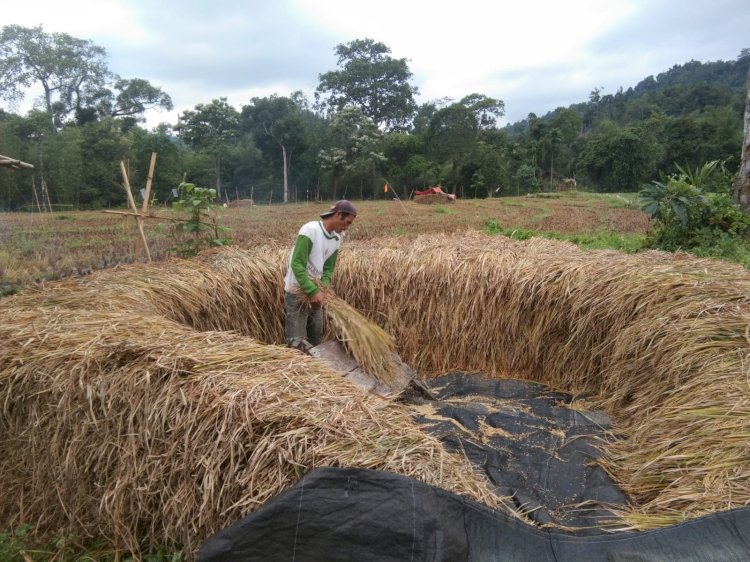 Petani padi di OKU Selatan saat sedang melakukan panen. (ist/rmolsumsel.id)