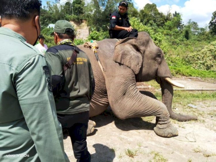 Seorang petugas menaiki gajah pikat untuk mencari gajah Meili yang akan ditranslokasi ke Suaka Margasatwa Gunung Raya, Kabupaten OKU Selatan. (Dinas Kominfo OKU Selatan/rmolsumsel.id)