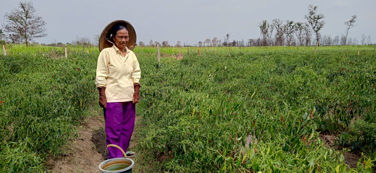 Petani cabai di Sumsel. (dok/rmolsumsel.id)