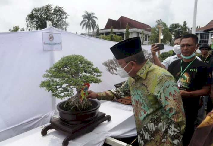 Wawako Lubuklinggau Sulaiman Kohar melihat bonsai yang mengikuti kontes. (Dinas Kominfo Lubuklinggau/rmolsumsel.id)