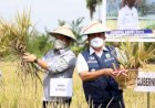 Pemprov Akui Pupuk Subsidi Berdampak Peningkatan Produktivitas Petani di Sumatera Selatan
