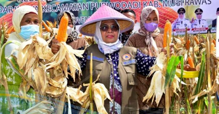 Wakil Bupati Musi Rawas Suwarti melakukan panen raya jagung di Desa Sadar Karya, Kecamatan Purwodadi. (Instagram/propokim.musirawas/rmolsumsel.id)